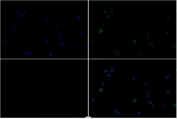 Immunofluorescence analysis of PC3 cells using MDFI (P134) pAb at dilution of 1:200