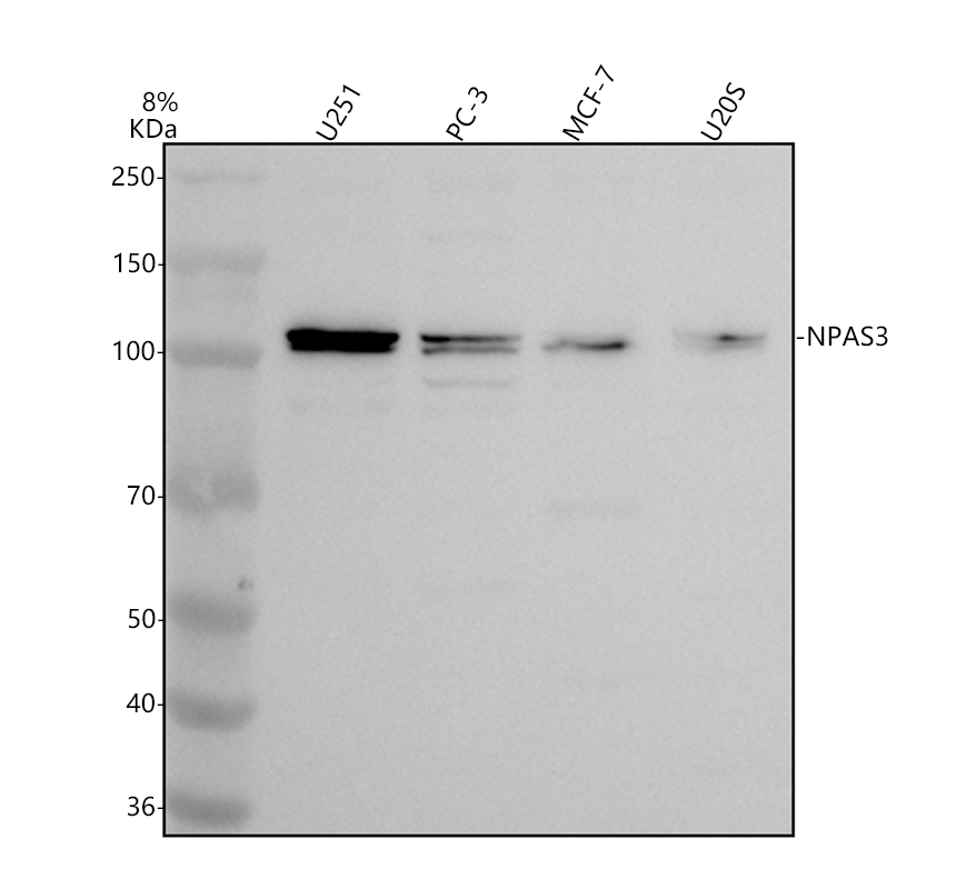 a10668 1 npas3 primary antibodies wb testing 1