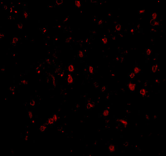 a10668 npas3 primary antibodies if testing 3