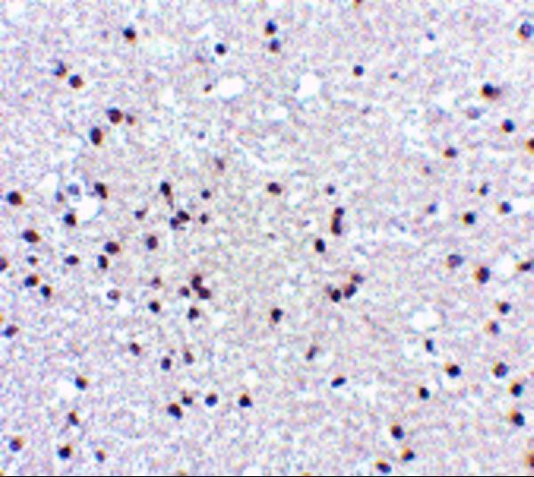 a10668 npas3 primary antibodies ihc testing 2