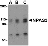 a10668 npas3 primary antibodies wb testing 1