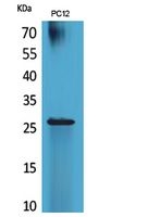 a10669 polr3g primary antibodyes wb testing 2