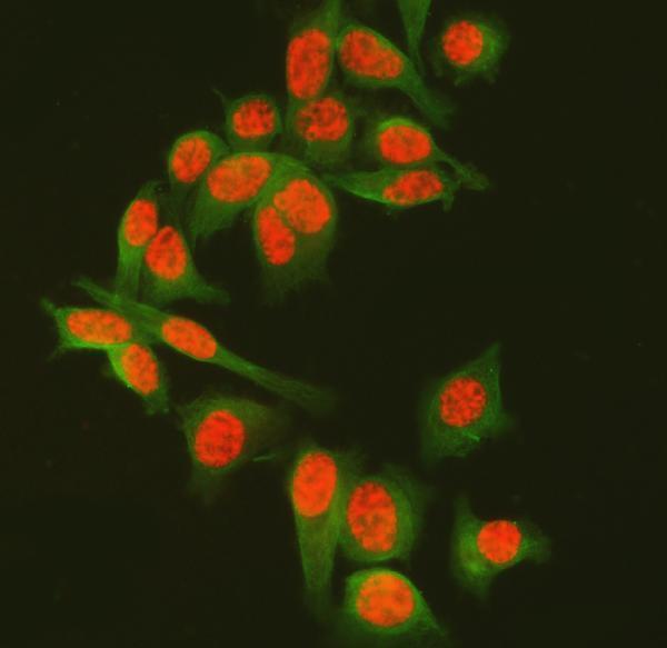 a10671 1 sf3a3 primary antibodies if testing 13