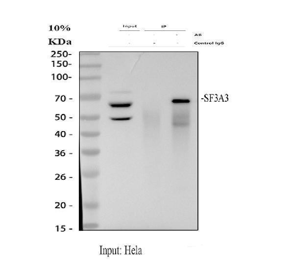 a10671 1 sf3a3 primary antibodies ip testing 1