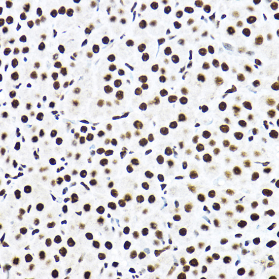 Immunohistochemistry of paraffin-embedded rat ovary using SF3A3 Rabbit pAb  at dilution of 1:100 