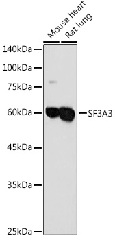 a10671 sf3a3 primary antiboties wb testing 2