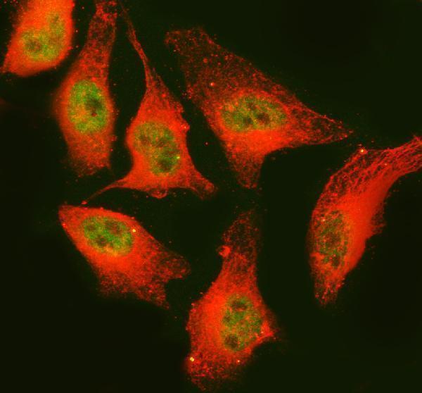 a10672 rps28 primary antibodies if testing 4