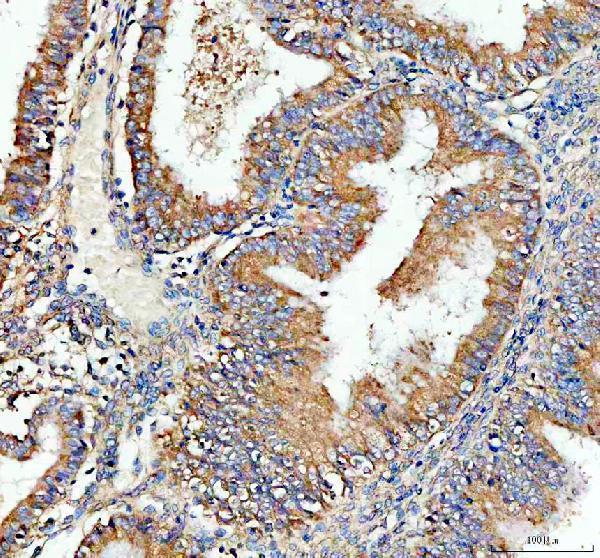 a10672 rps28 primary antibodies ihc testing 3