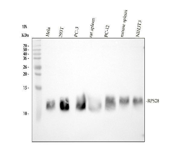 a10672 rps28 primary antibodies wb testing 1_1