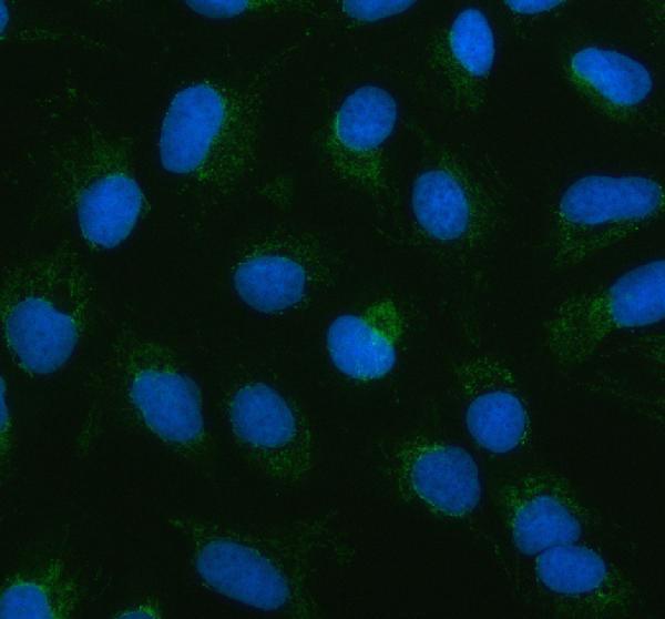 a10675 mars2 primary antibodies if testing 1