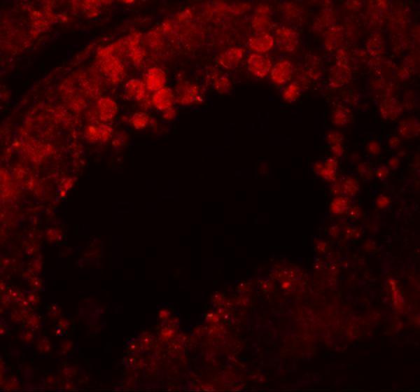 Immunofluorescence of CRISP in human testis tissue with CRISP antibody at 20 μg/mL