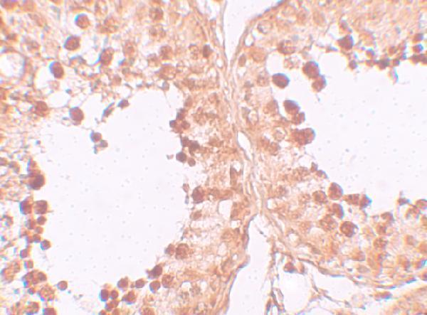 Immunohistochemistry of CRISP2 in human testis tissue with CRISP2 antibody at 10 μg/mL