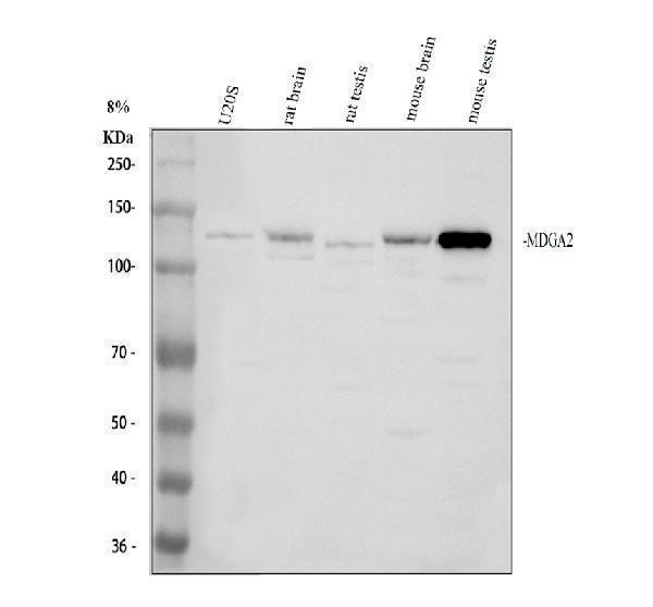 a10685 2 mdga2 primary antibodies wb testing 1