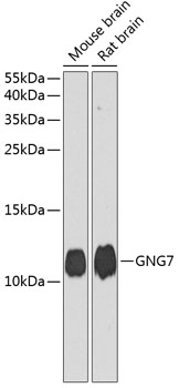 a10690 gng7 primary antiboties wb testing 1