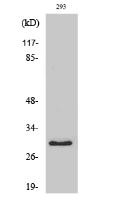 Western Blot analysis of various cells using MRP-L10 Polyclonal Antibody diluted at 1:1000
