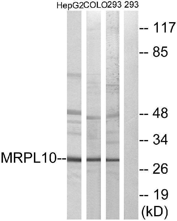 Western blot analysis of lysates from 293, HepG2, and COLO cells, using MRPL10 Antibody