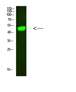 a10694 c1rl primary antibodyes wb testing 1
