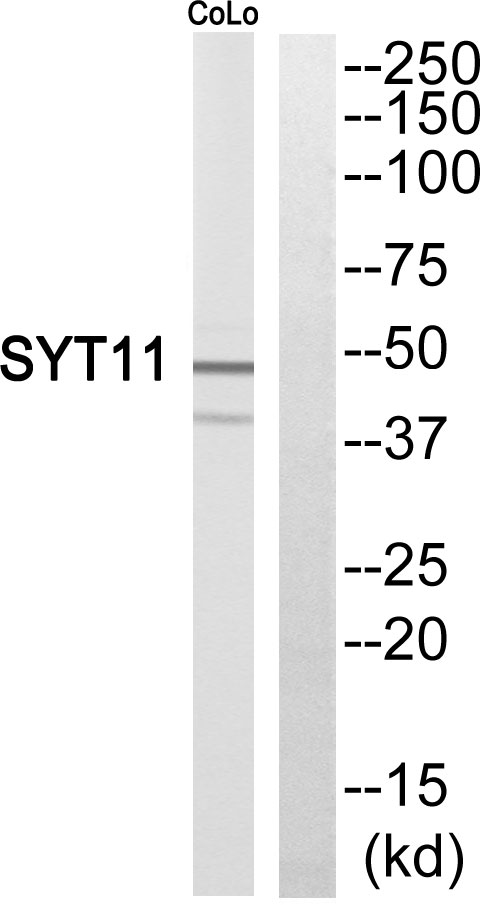 a10695 1 syt11 primary antibodies wb testing 1
