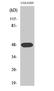 a10695 1 syt11 primary antibodies wb testing 2