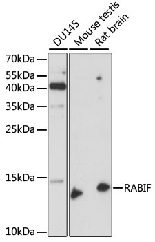 a10697 rabif primary antiboties wb testing 1