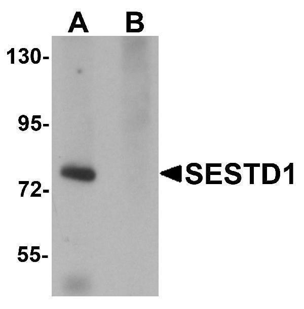 a10698 sestd1 primary antibodies wb testing 1