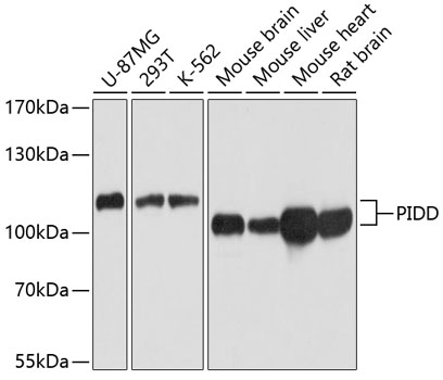 Western blot analysis of extracts of various cell lines, using PIDD antibody  at 1:1000 dilution