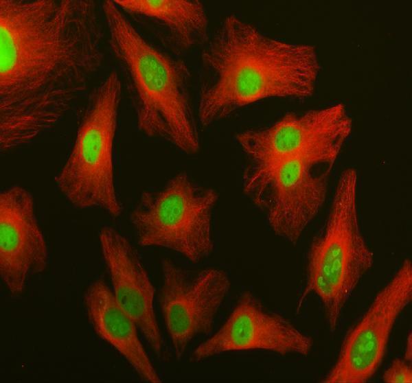 IF analysis of DDX24 using anti-DDX24 antibody (A10710-2) and anti-Alpha Tubulin antibody (M03989-3)