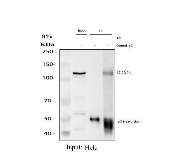 a10710 2 ddx24 primary antibodies ip testing 1