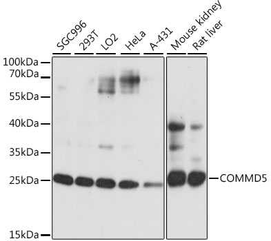 a10717 commd5 primary antiboties wb testing 1