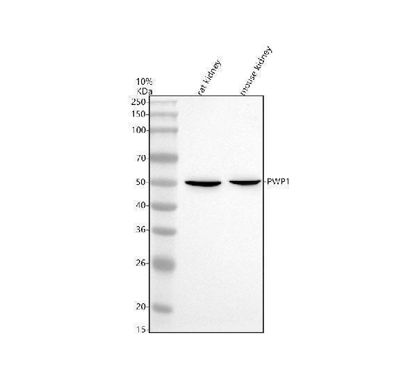 Western blot analysis of PWP1 using anti-PWP1 antibody (A10720-1)