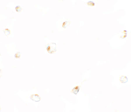 a10722 b9d1 primary antibodies icc testing 2