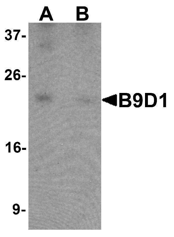 a10722 b9d1 primary antibodies wb testing 1