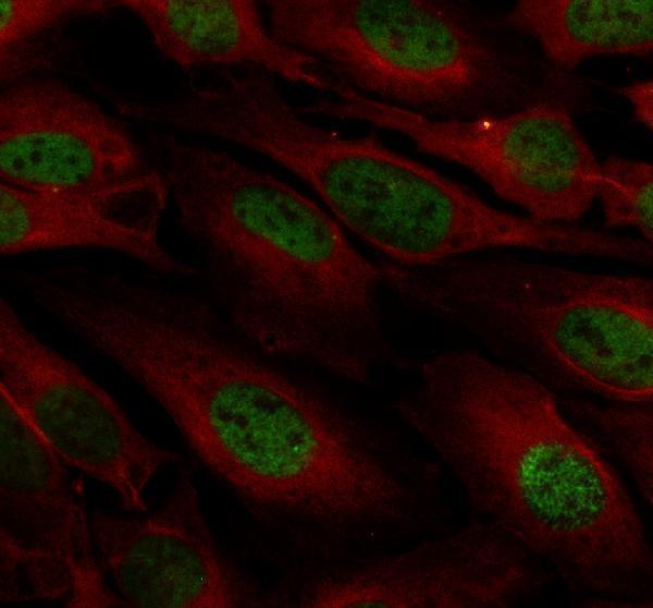 IF analysis of DNAJC9 using anti-DNAJC9 antibody (A10730-2) and anti-Alpha Tubulin antibody (M03989-3)
