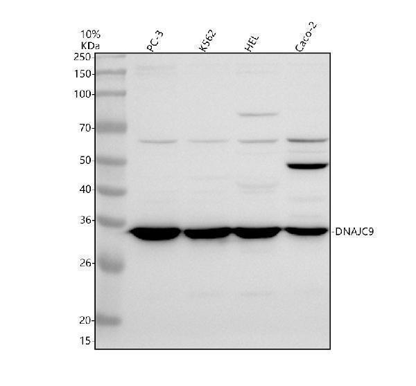 Western blot analysis of DNAJC9 using anti-DNAJC9 antibody (A10730-2)