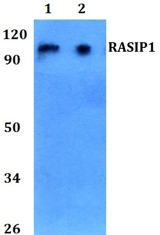 a10732 rasip1 primary antiboties wb testing 1