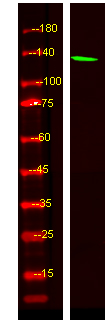 Western Blot analysis of HEK293 lysis, using primary antibody at 1:1000 dilution