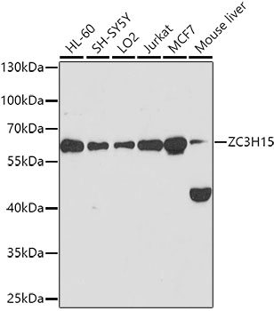 a10735 zc3h15 primary antiboties wb testing 1
