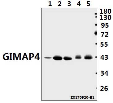 a10738 1 gimap4 primary antiboties wb testing 1