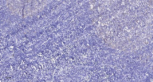 a10738 2 gimap4 primary antibodies ihc testing 1
