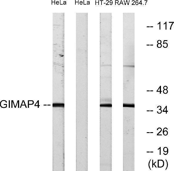 a10738 2 gimap4 primary antibodies wb testing 3