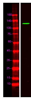 a10745 fnbp4 primary antibodies wb testing 1