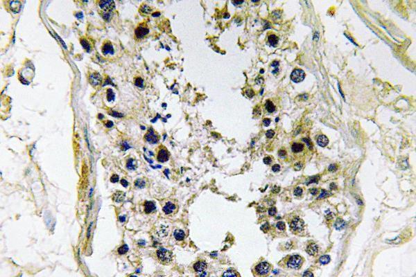 Immunohistochemistry (IHC) analyzes of BMP-8 (E90) pAb in paraffin-embedded human testis tissue