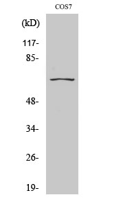Western Blot analysis of various cells using CEP70 Polyclonal Antibody diluted at 1:2000