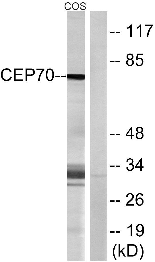 Western blot analysis of lysates from COS cells, using CEP70 Antibody