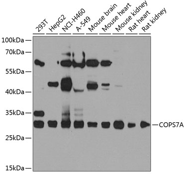Western blot analysis of extracts of various cell lines, using COPS7A antibody  at 1:1000 dilution