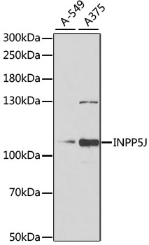 Western blot analysis of extracts of various cell lines, using INPP5J antibody  at 1:1000 dilution