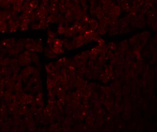 a10757 dda1 primary antibodies if testing 3
