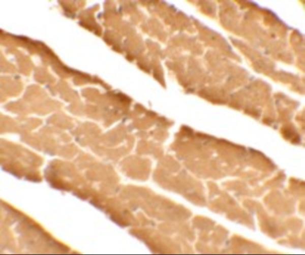 a10757 dda1 primary antibodies ihc testing 2