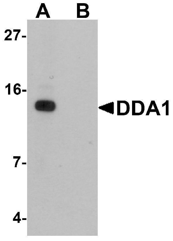 a10757 dda1 primary antibodies wb testing 1