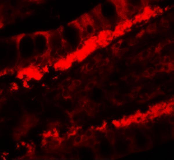 Immunofluorescence of KREMEN1 in human small intestine tissue with KREMEN1 antibody at 20 μg/ml